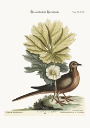 The Turtle of Carolina, 1749-73